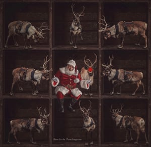 Image of Real Reindeer Set