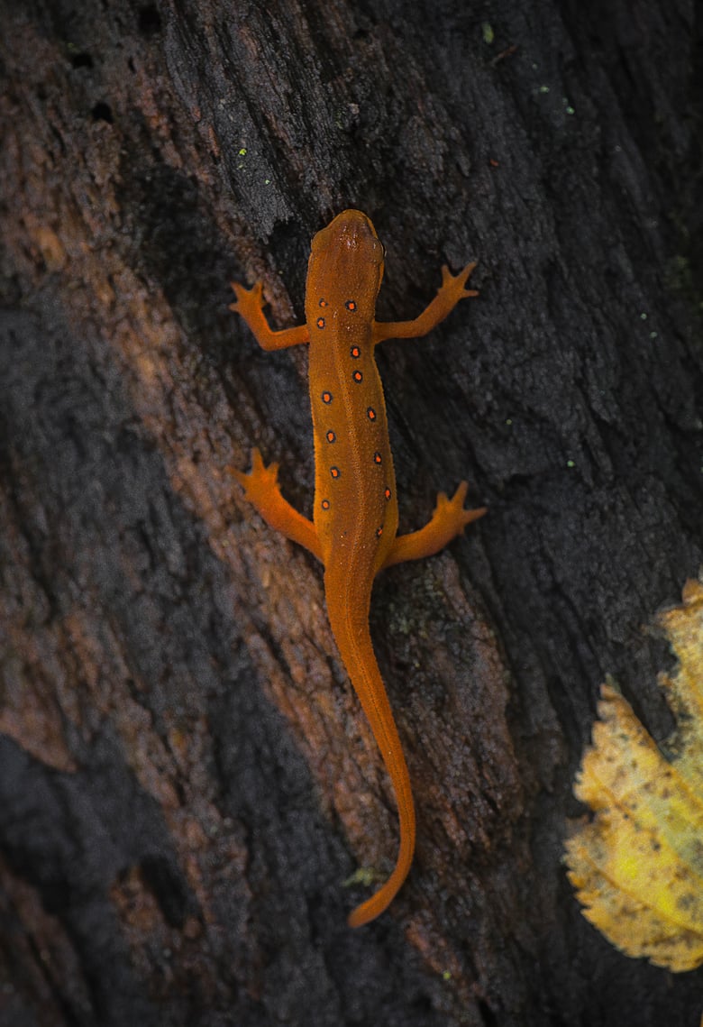Image of 13x19(in) Red Eft Print
