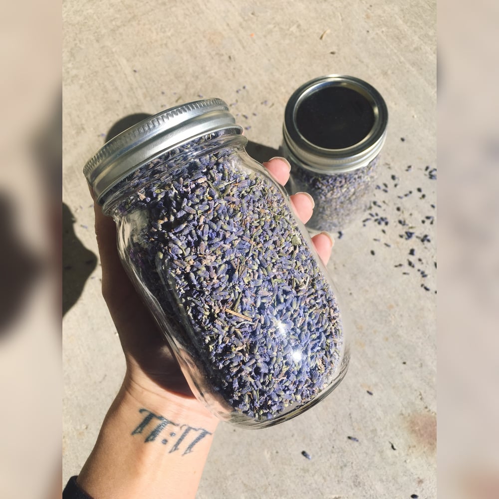 Image of 1 Pint Jar of French Lavender