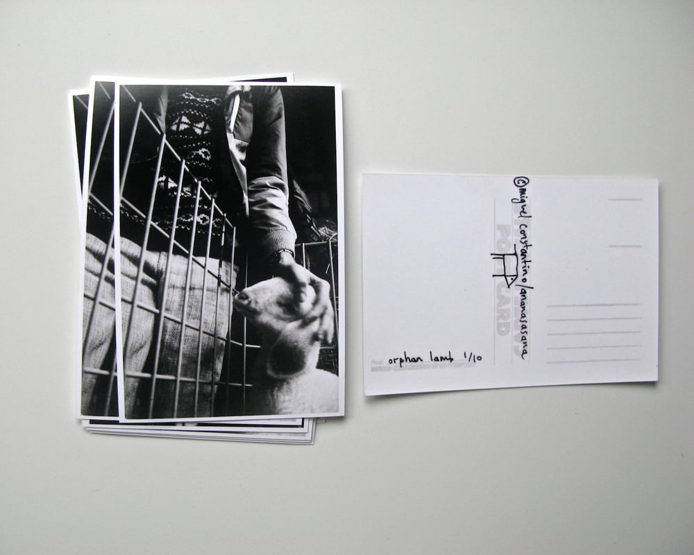 Image of Orphan lamb postcard (gelatin silver print)