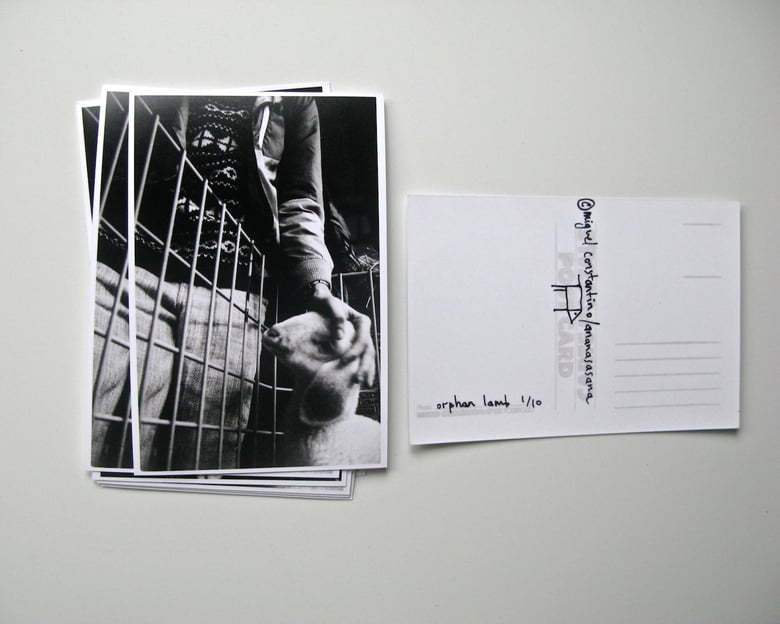 Image of Orphan lamb postcard (gelatin silver print)