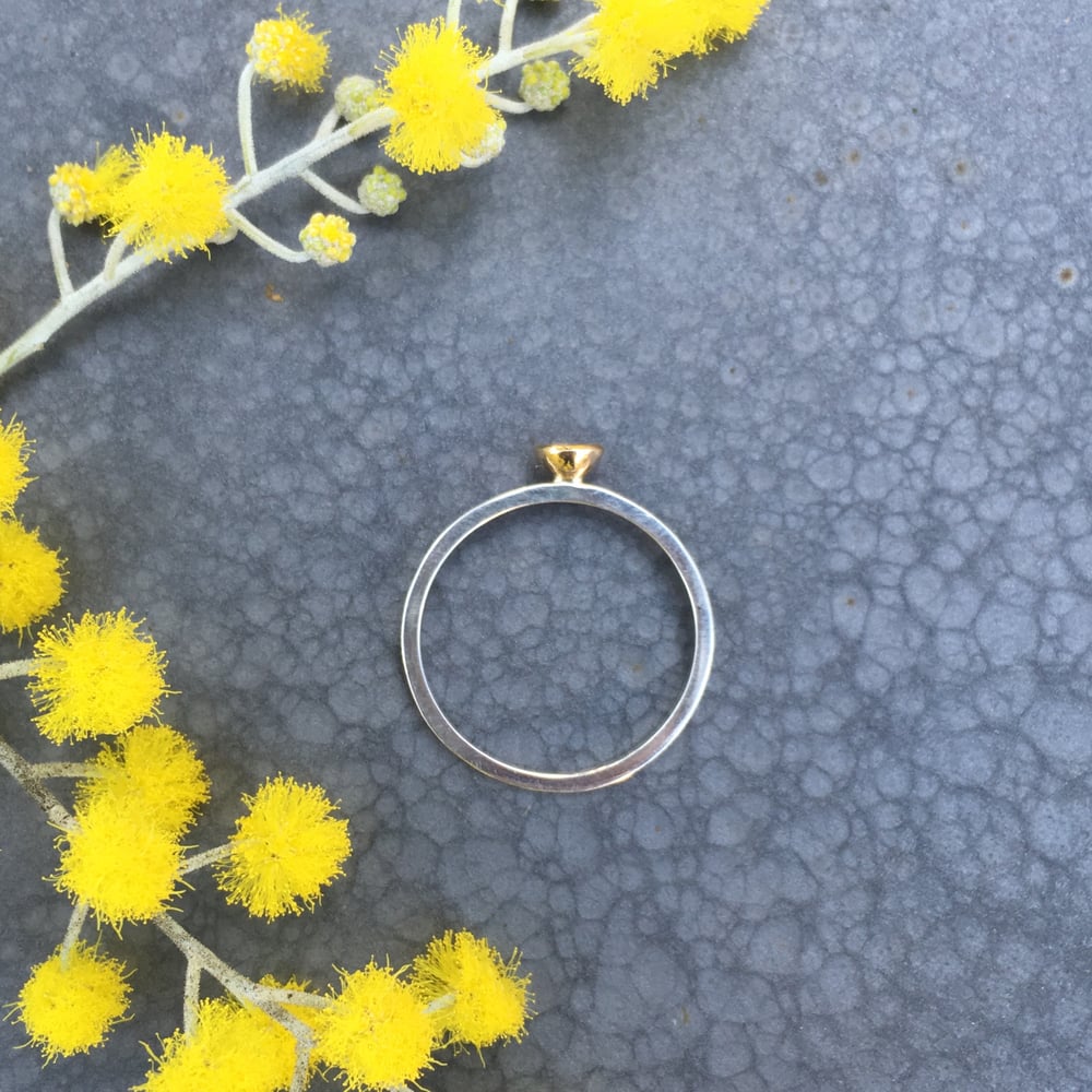 Image of Acacia Solitaire