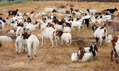 Image of Goat Sadaqah Sacrifice