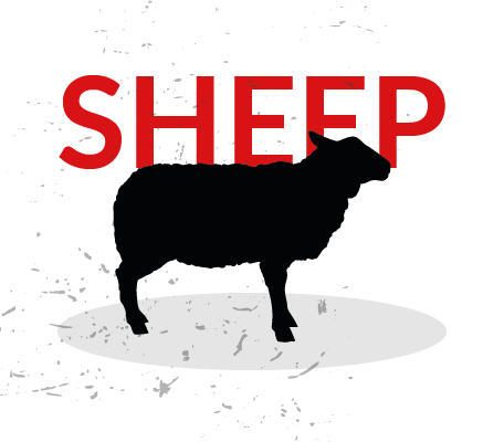 Image of Whole Sheep