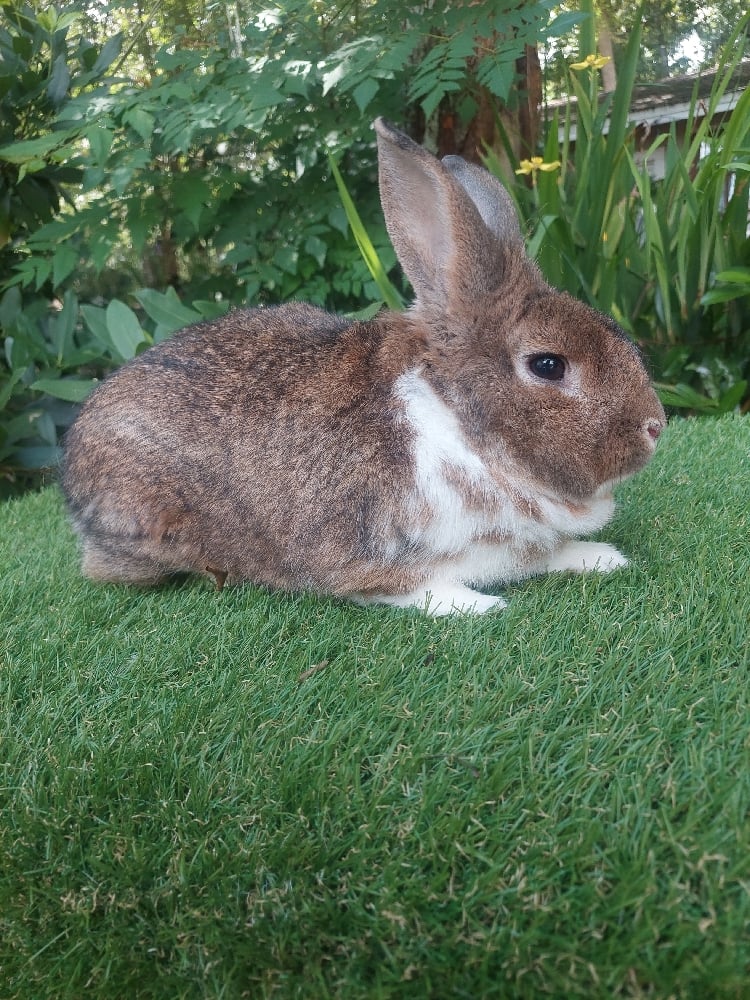 Image of Bugsy (M)