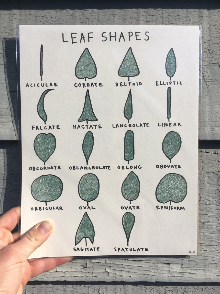 Leafbitch LLC — Leaf Shape Chart