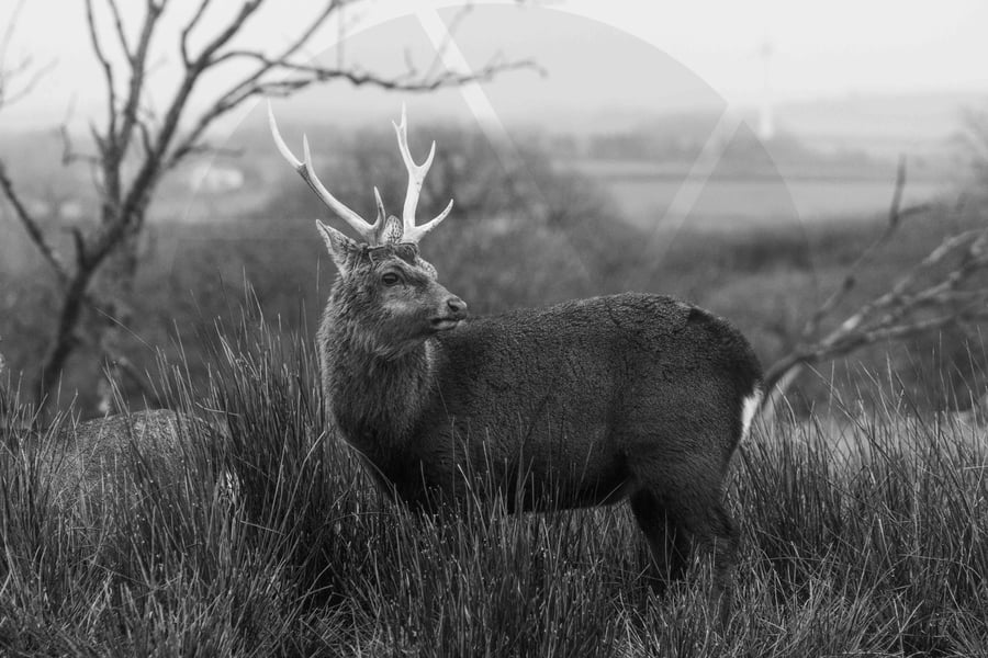 Image of Stag, Cornwall