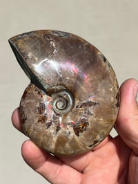Image 6 of Purple Iridescent Ammonite Shell Fossil | Madagascar #3063