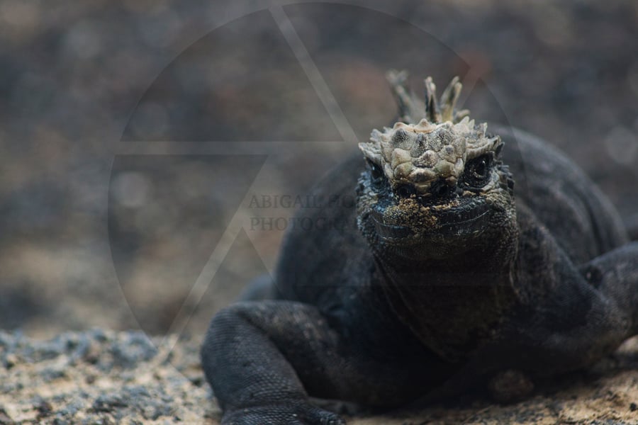 Image of Marine Iguana, Galapagos