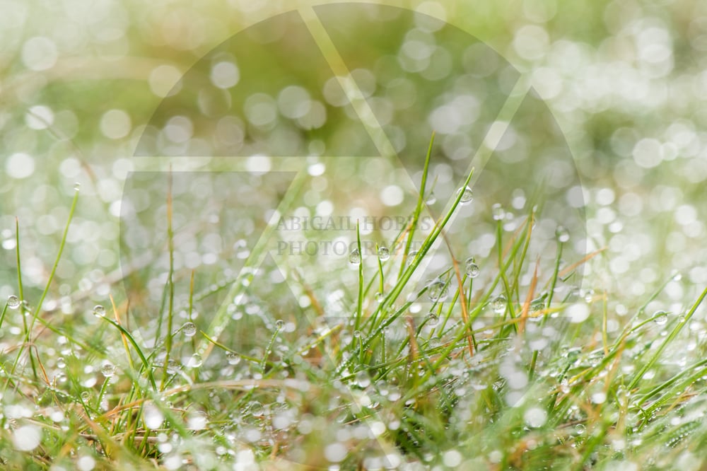 Image of Water Droplets