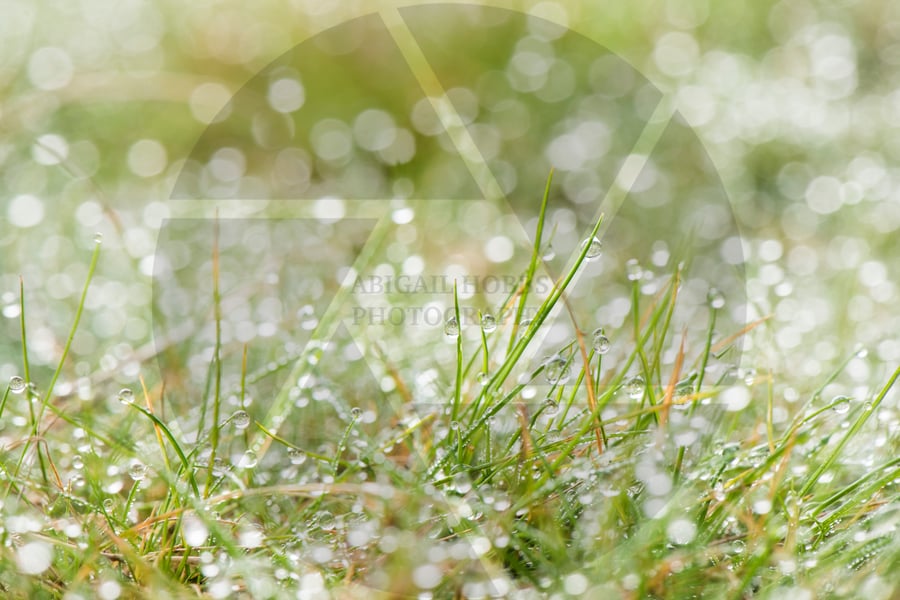 Image of Water Droplets