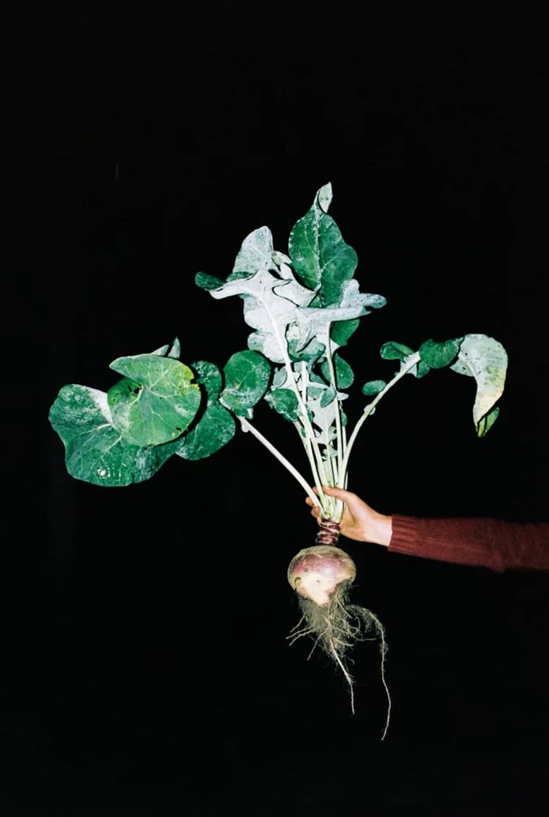 Image of Turnip