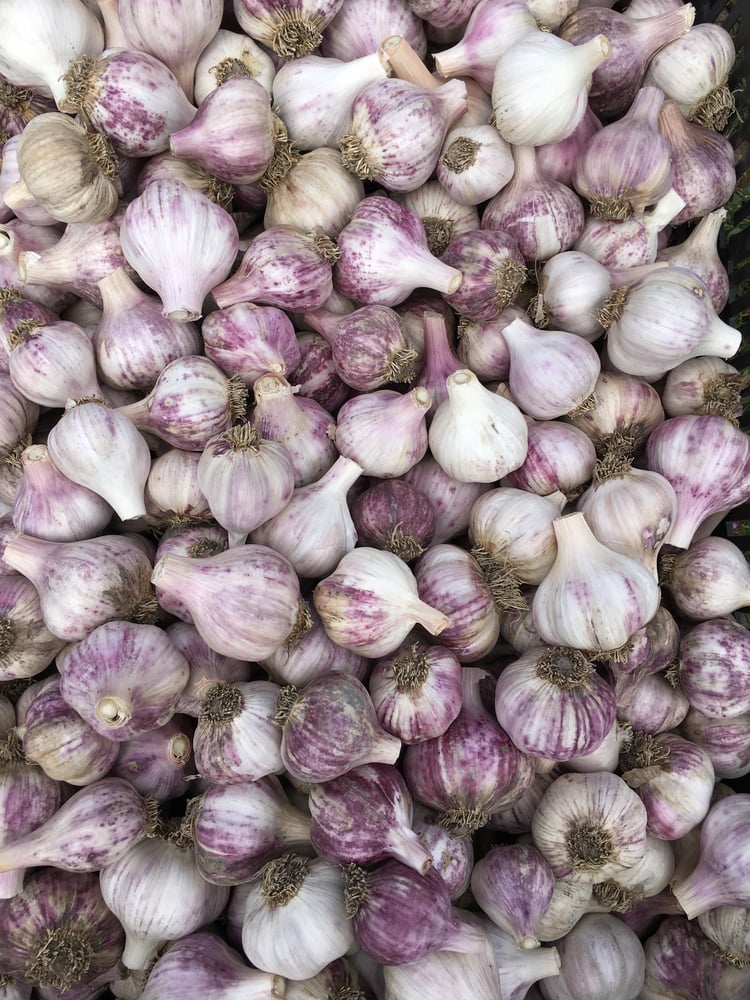 Image of Tasmanian Purple Garlic (1 kg)