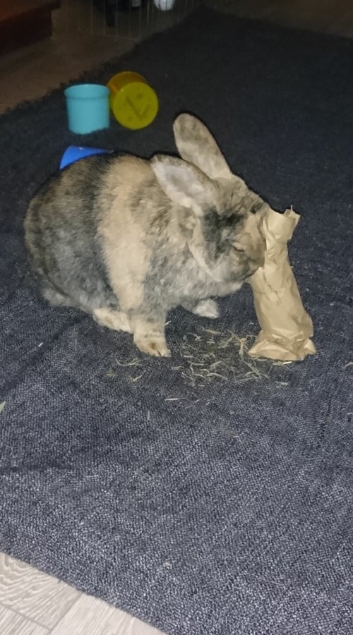 Image of Celebration Cracker