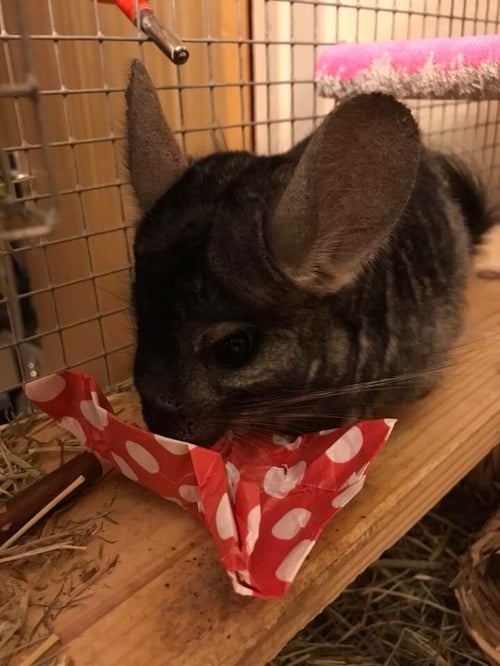 Image of Healthy Munchy Treat Parcels (no oats!)