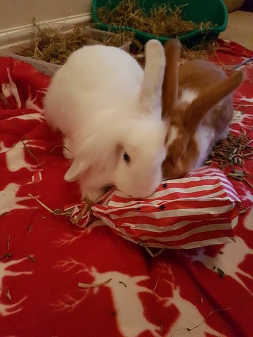 Image of Dollys Shake and reward bag