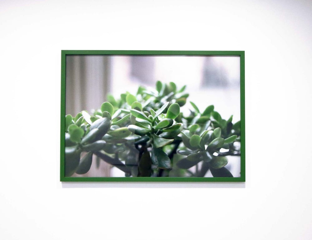 Image of Got Money Plants, Got No Money, 2016