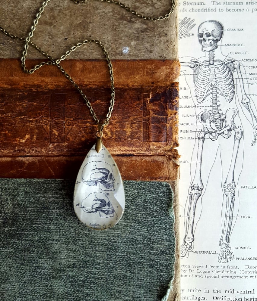 Image of Evolution Skulls Scientific Anatomical Pendant Necklace