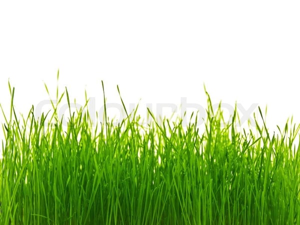 Image of Rich Succulent Grass