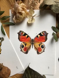 Image 3 of Wings of wonder (Bundle of 3)