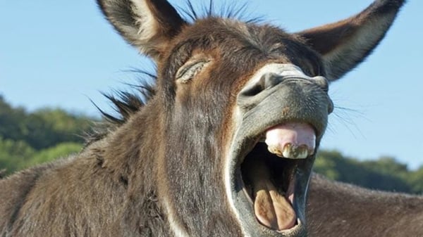 Image of OId Grill donkey