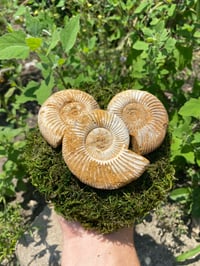 Large Ammonite 