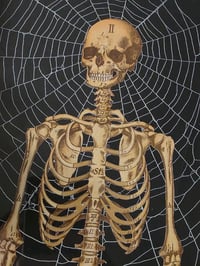 Image 3 of Antique anatomical skeleton with spider web