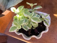 Image 4 of Baby Sun Rose in Glazed Shell Pot