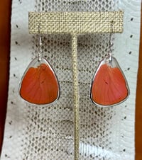 Image 1 of Prola Beauty Hindwings