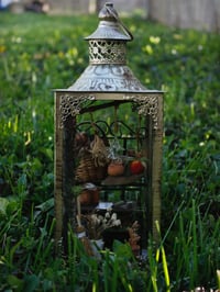 Image 4 of Greenhouse Curiosity 