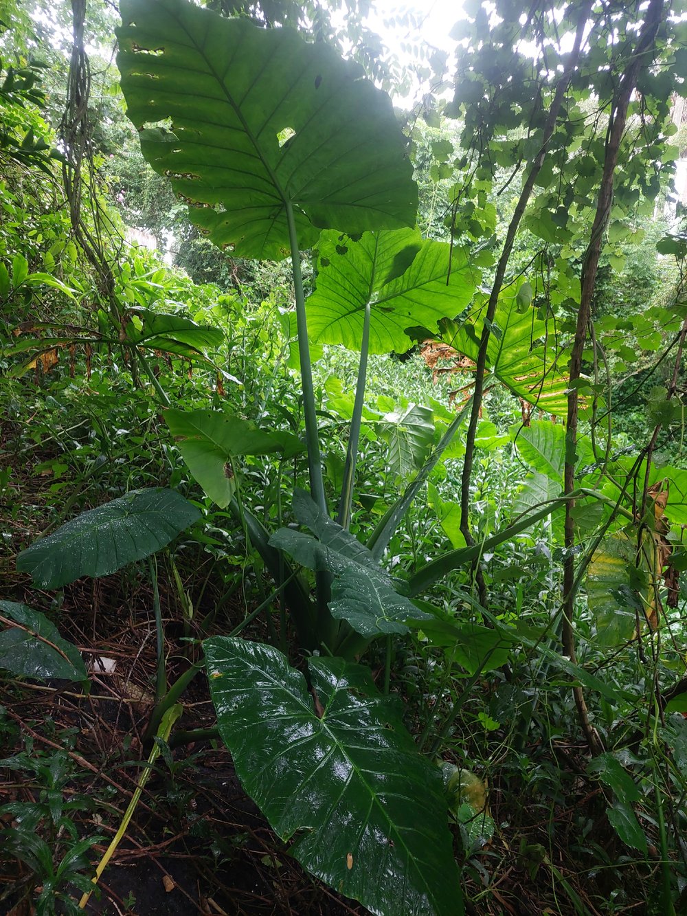 Image of PLANTS Large Leaf 