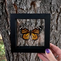 Image 1 of Monarch Butterfly