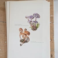 Image 6 of Planches De Champignons -