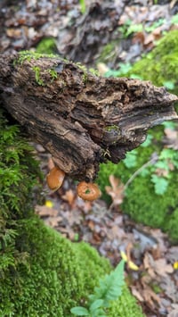 Image 4 of Enchanted Forest perfume