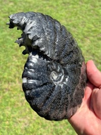 Image 4 of Large Black Ammonite Fossil With Pyrite | Madagascar #2699