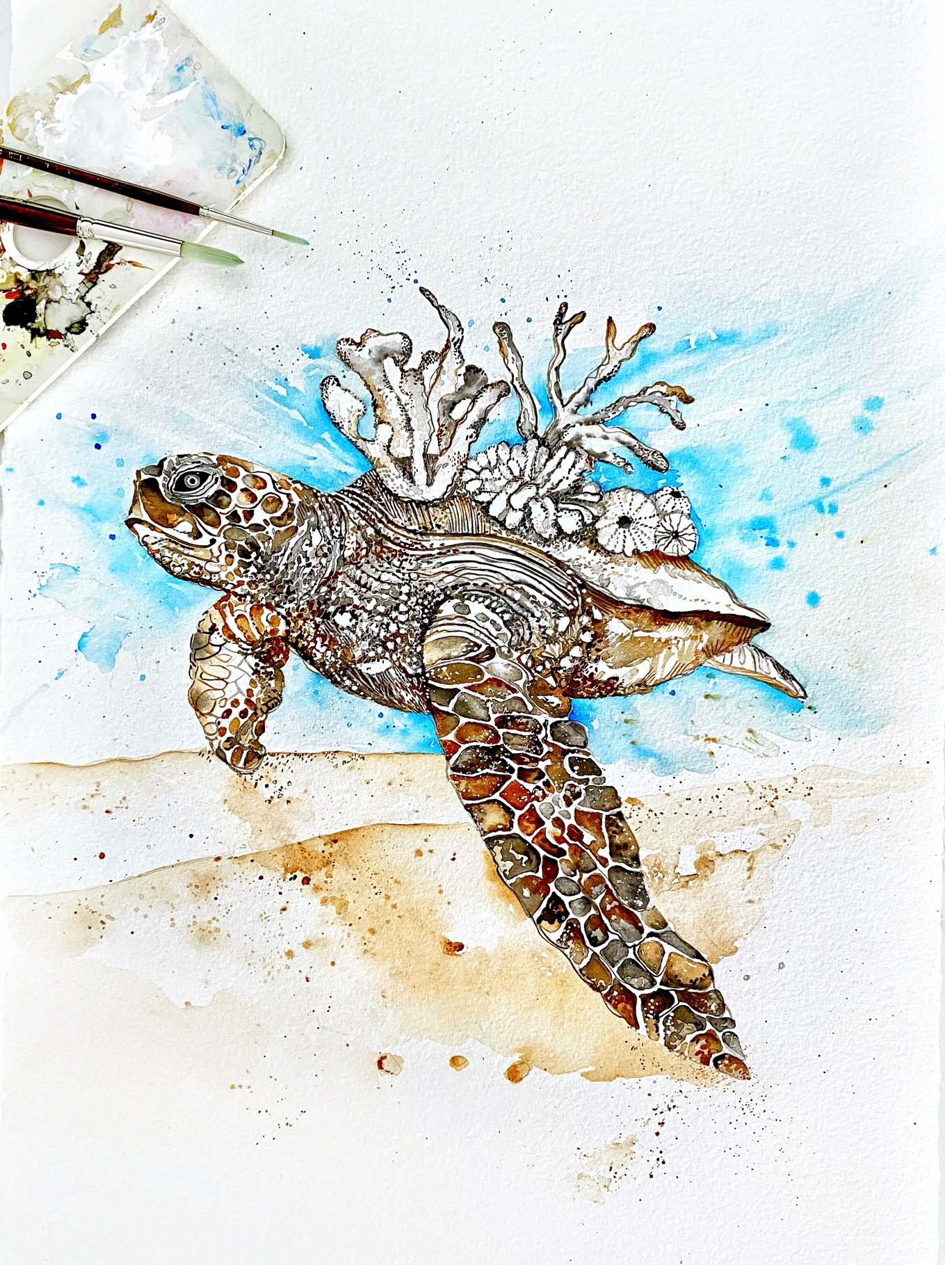 Image of Douglas the sea turtle