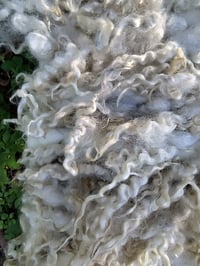 Image 6 of Curly Wool Throw