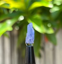 Image 14 of Tanzanite Specimen #2431