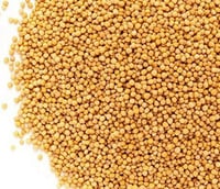Mustard Seed