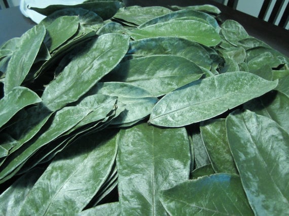 Image of 15 Organic SourSop Leaf Tea bags