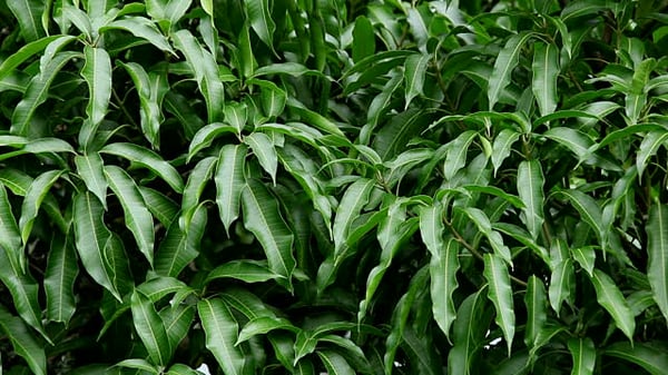 Image of 15 Organic Mango Leaf Tea Bags