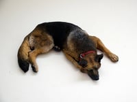 Image 4 of Sleeping German Shepherd, edition of 50