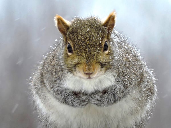 Image of Snowy Squirrel
