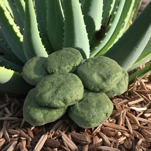 Image of Fresh Aloe Vera