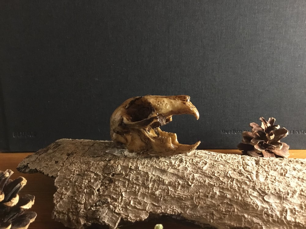 Image of Cráneo de conejo pequeño / Small rabbit skull