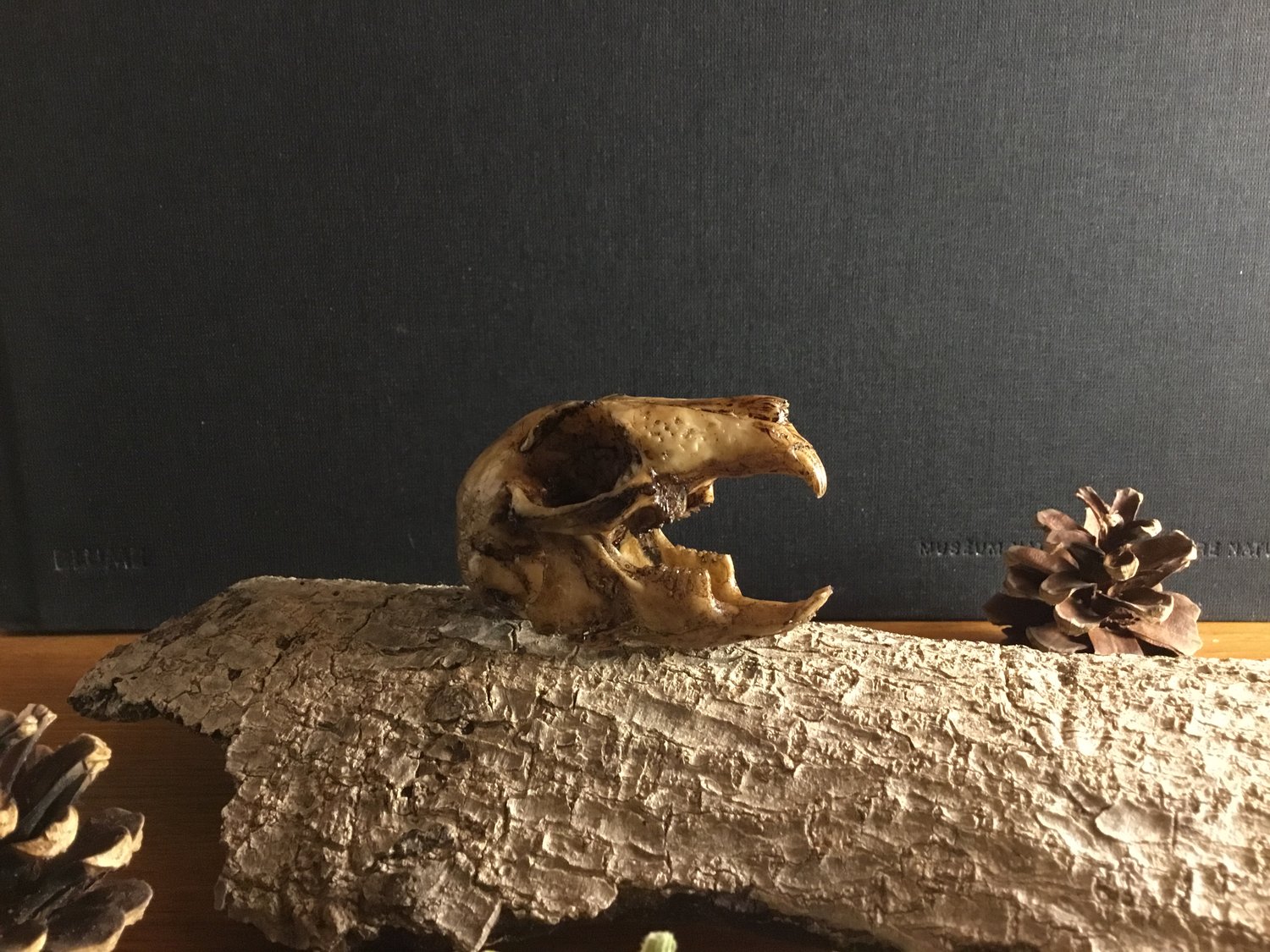 Image of Cráneo de conejo pequeño / Small rabbit skull