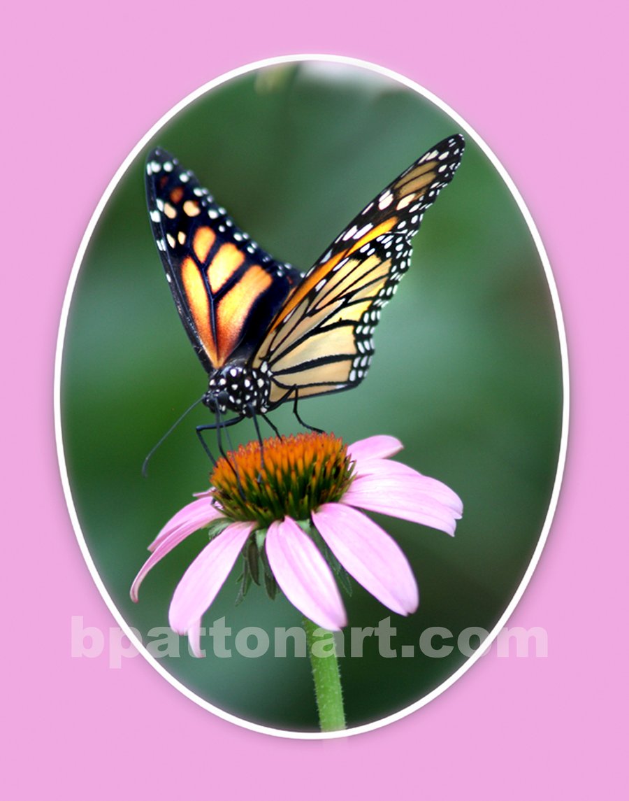 Image of MONARCH ON CONE