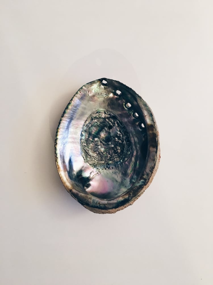 Image of Abalone Shell