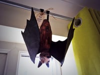 Image 3 of A pair of Fruit Bats