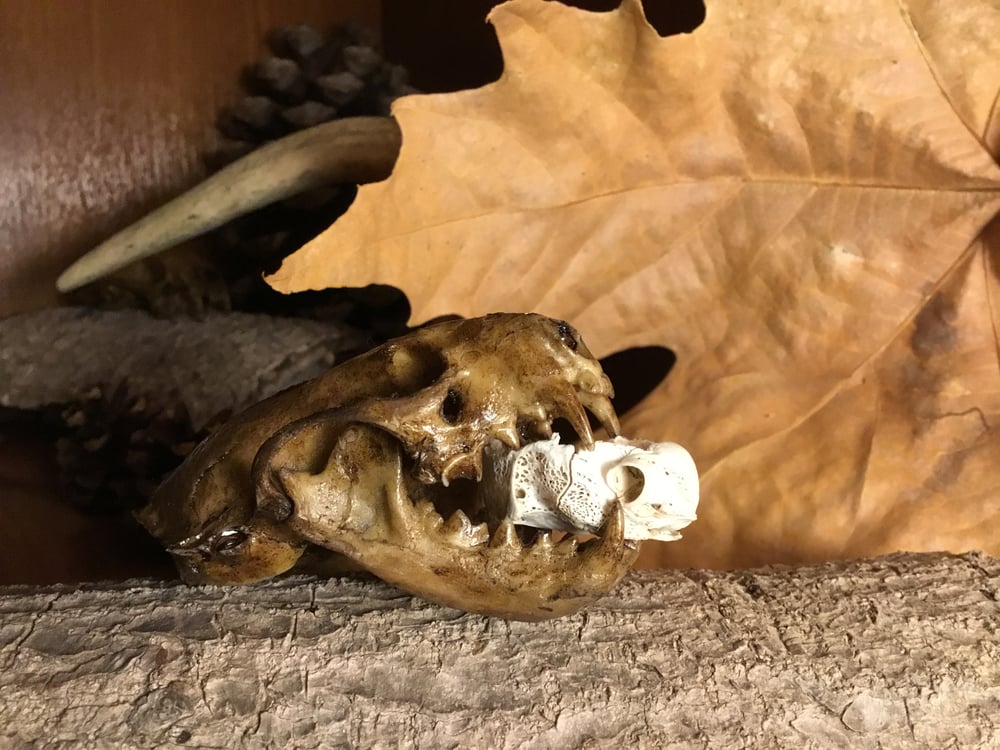 Image of Cráneo de visón / Mink skull